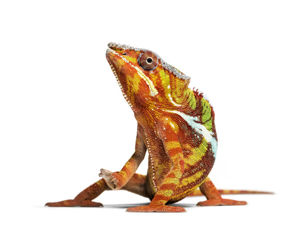 chamaeleon