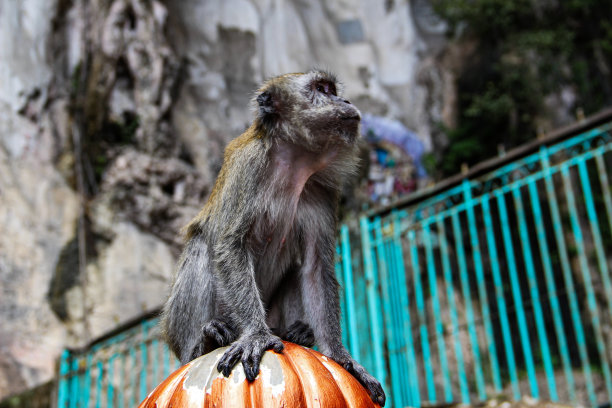 monkey-nut