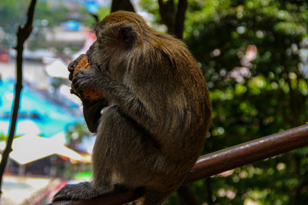 monkey-nut