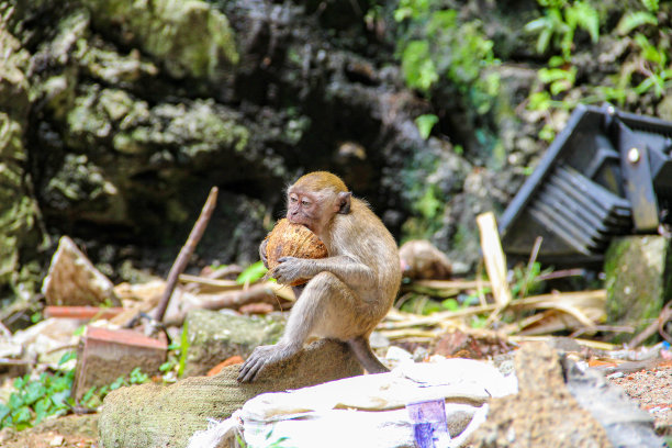 monkey-nut