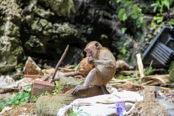 monkey-nut