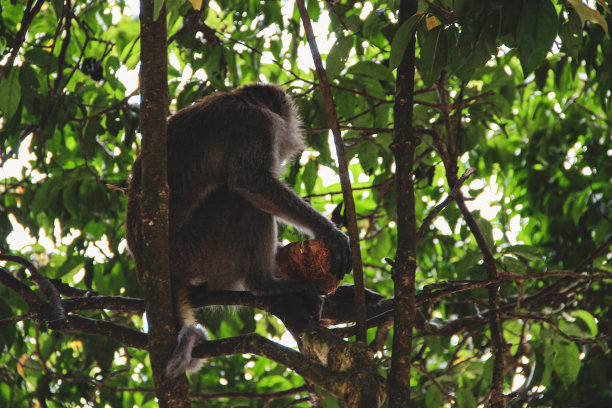 monkey-nut