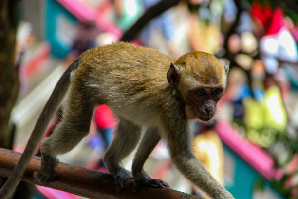 monkey-nut
