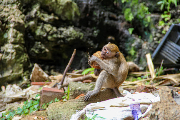 monkey-nut