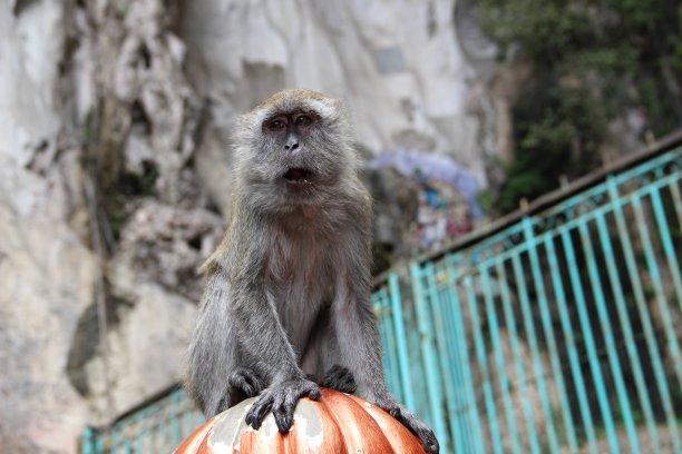 monkey-nut