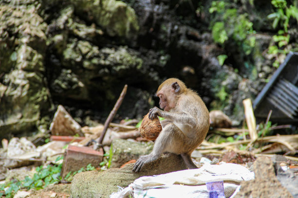 monkey-nut