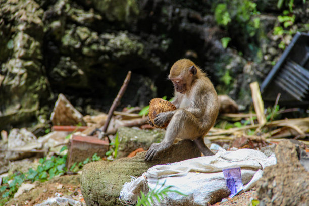 monkey-nut