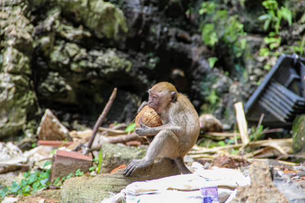 monkey-nut