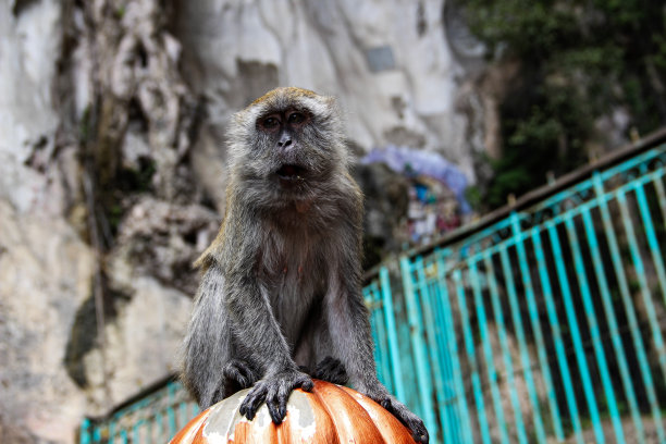 monkey-nut