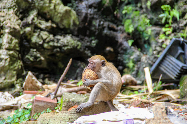 monkey-nut