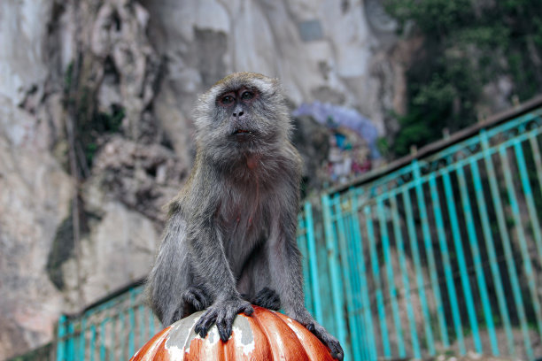 monkey-nut