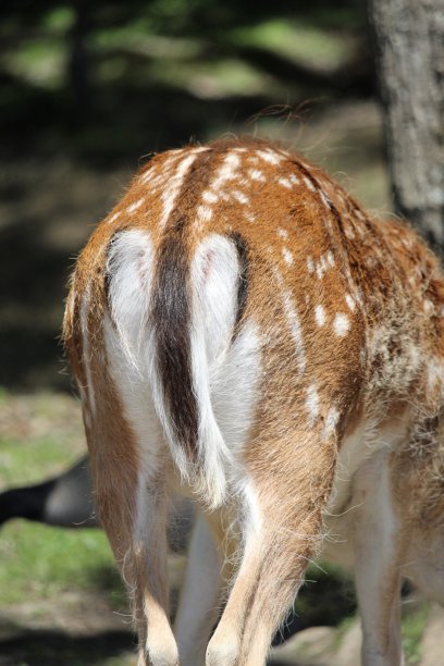 rear