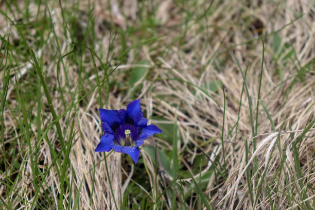 gentian