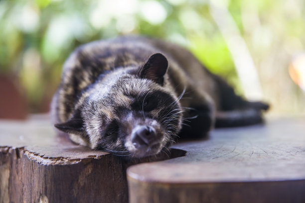 civet