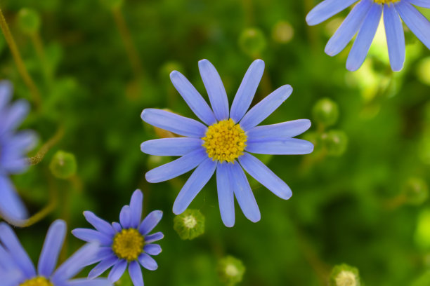 蓝白花卉蝴蝶图案素材