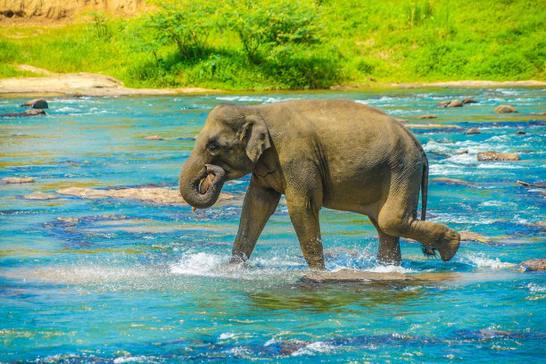 大象戏水