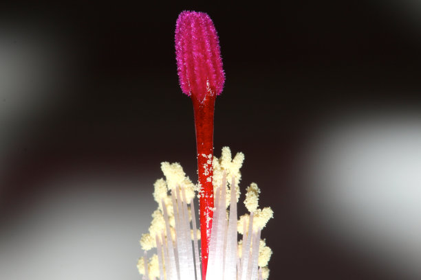 stamens