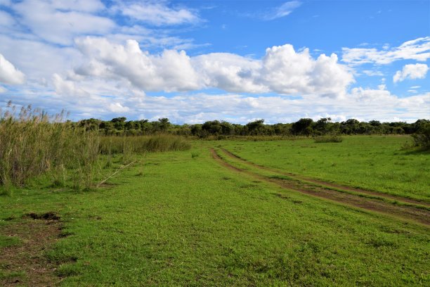 savanna