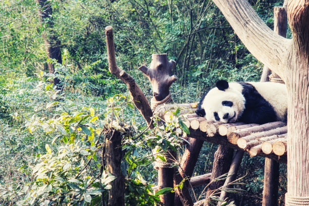 生物学,成都大熊猫繁育基地,濒危物种