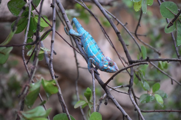 chamaeleon