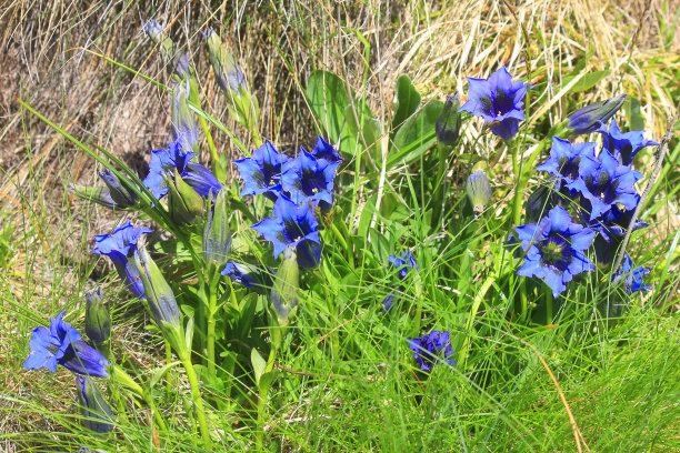 gentian