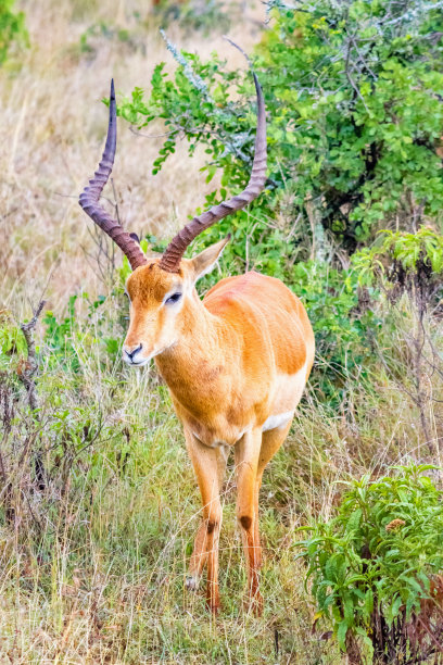 nanyuki