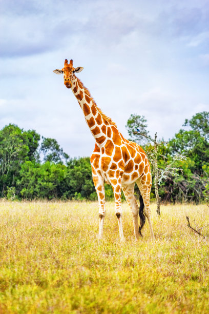 nanyuki