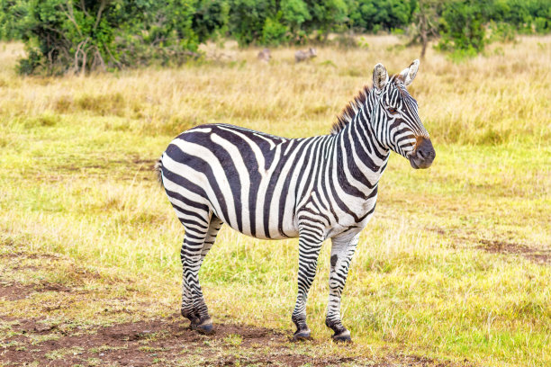 nanyuki
