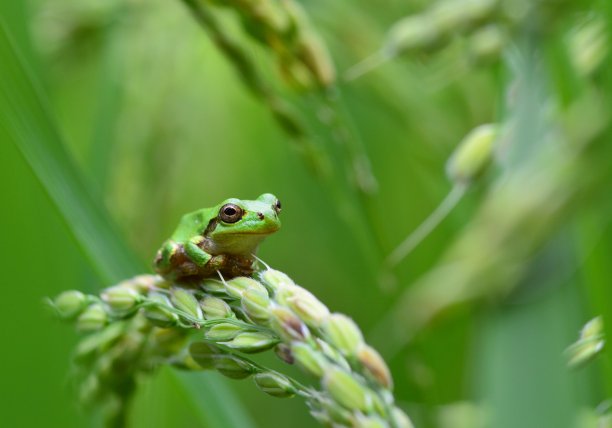 frog