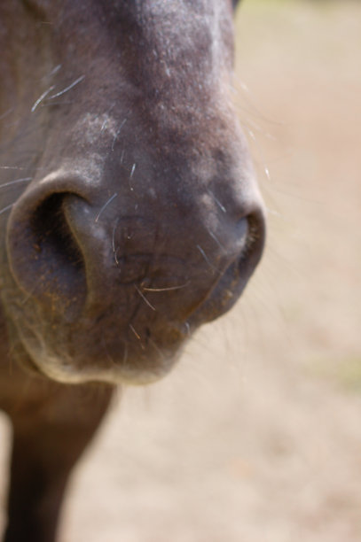 muzzle