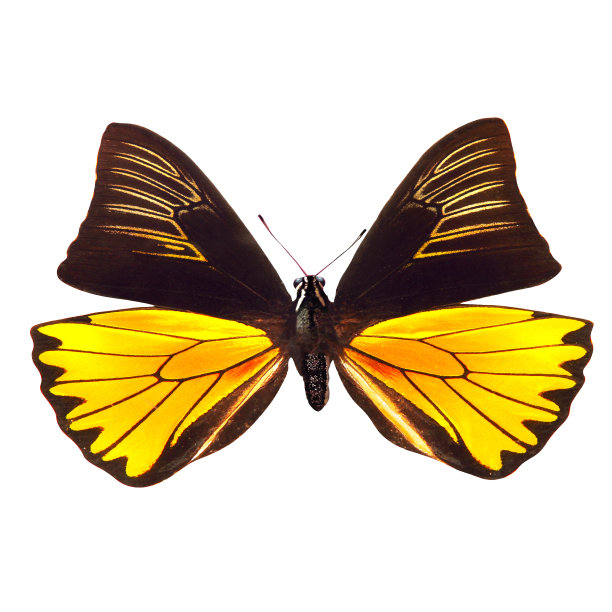 ornithoptera