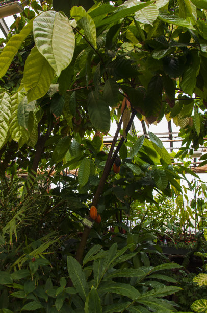 codiaeum