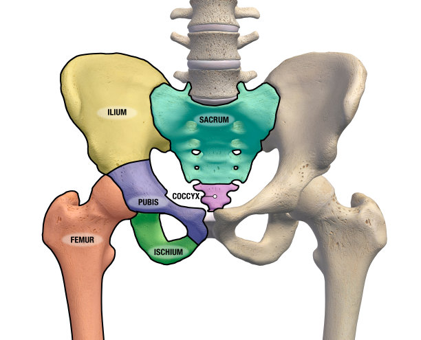 pelvis