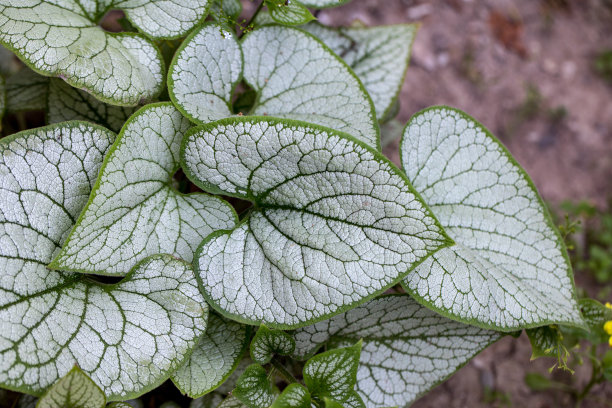 brunnera
