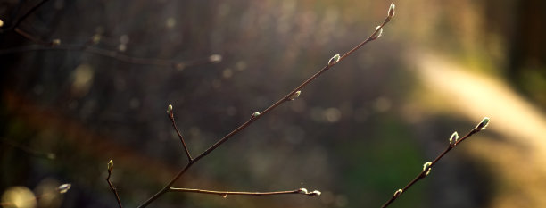 叶子,植物,枝