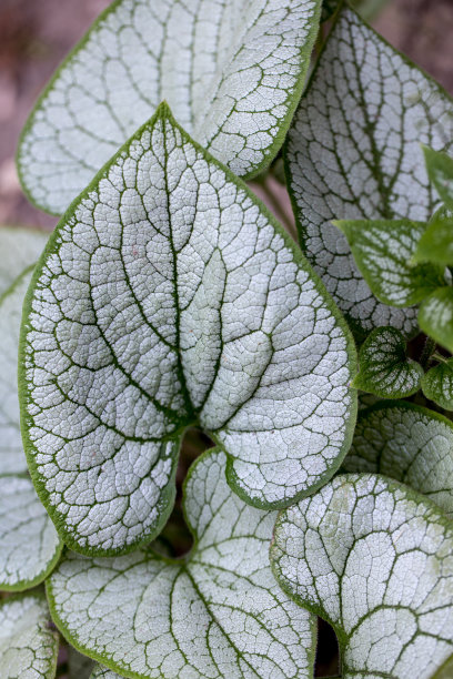 brunnera