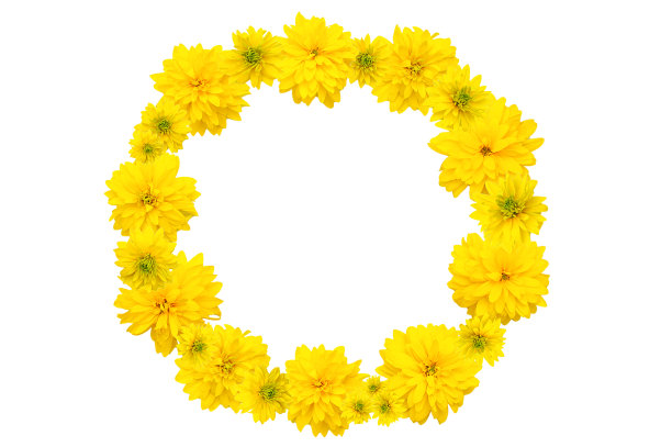 花簇,花蕾,花