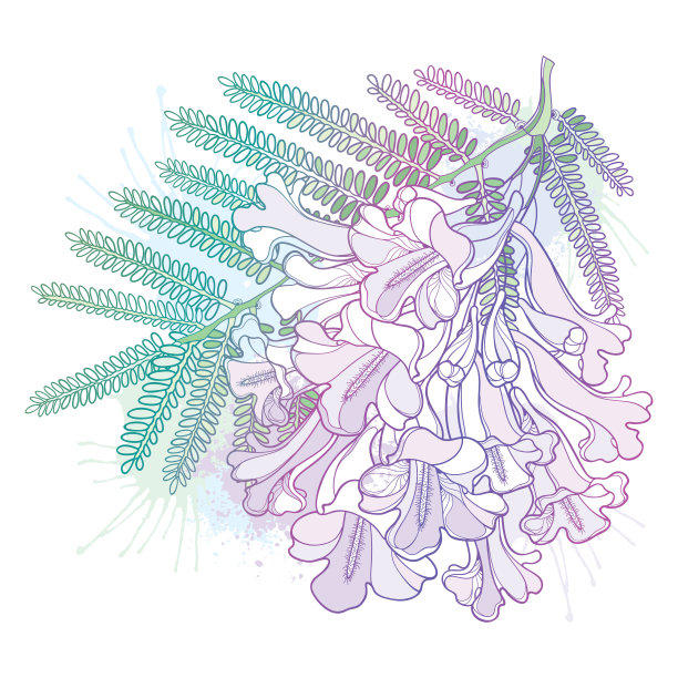 jacaranda