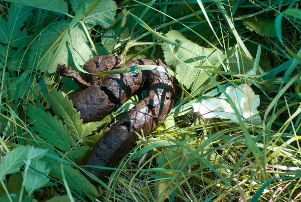 poo