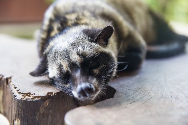 civet