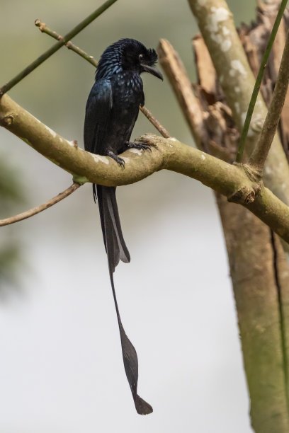 drongo