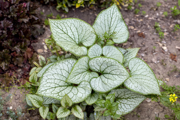 brunnera