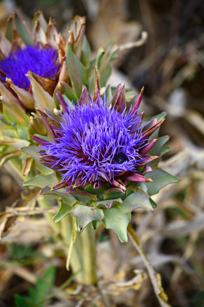 artichoke