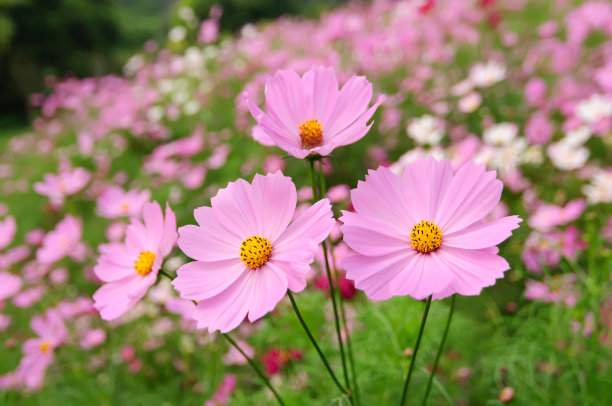 calliopsis