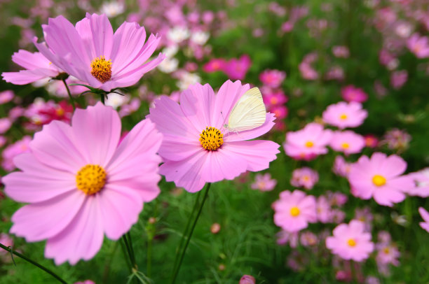 calliopsis