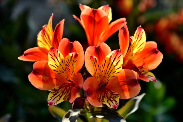 橙红色花朵条纹背景图案