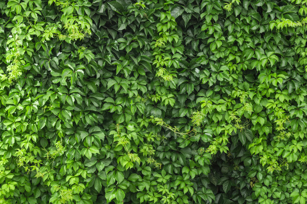 爬山虎,爬墙虎,植物,藤条