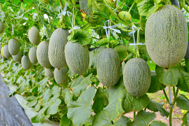 cantaloupe