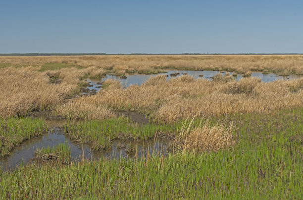 wetland