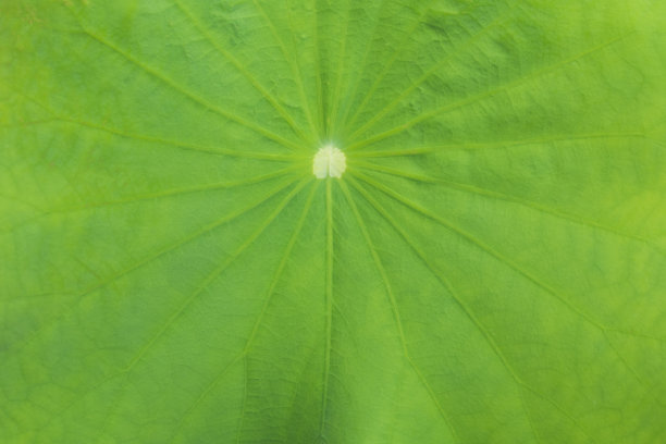 叶子,植物,背景
